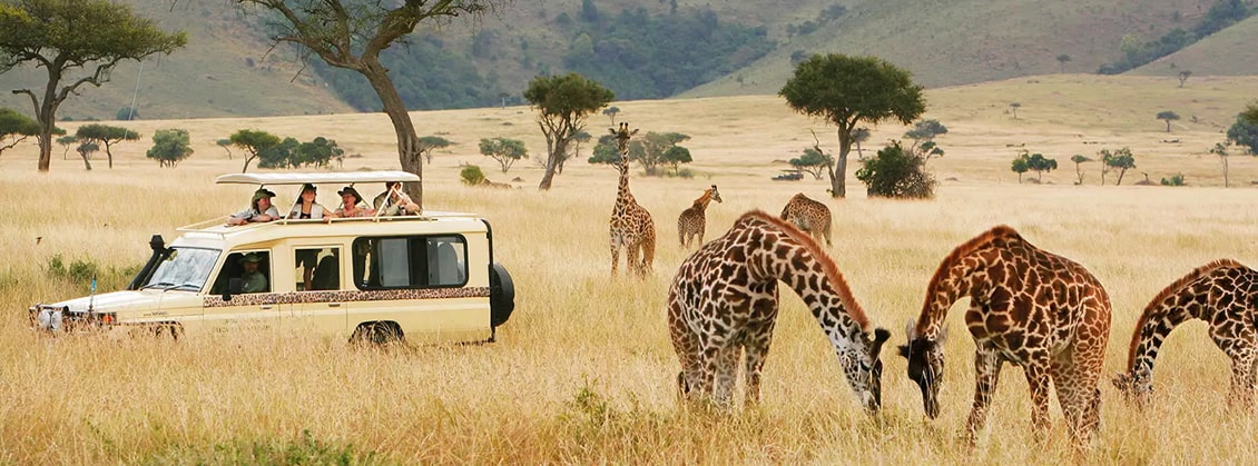 afrique bush safaris